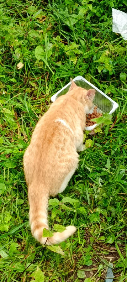 Отдам рыжего котика