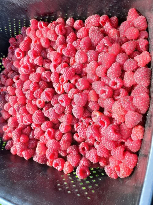 Продам свежую малину