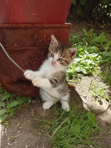 Котята ищут дом, мальчик и девочка 2 месяца