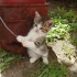 Котята ищут дом, мальчик и девочка 2 месяца