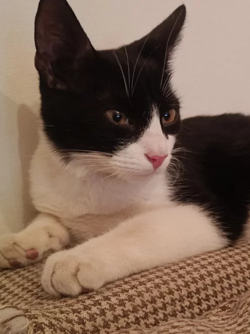 Найден домашний котёнок