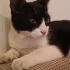 Найден домашний котёнок