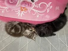 Шотландский котята