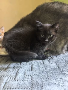 Котёнок