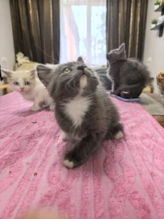 Котята срочно ищут дом