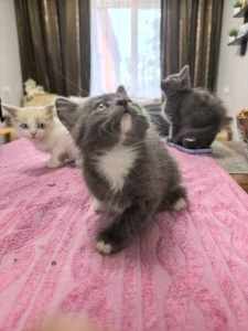 Котята срочно ищут дом