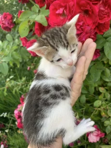 Котята бесплатно