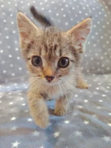 Котёнок девочка