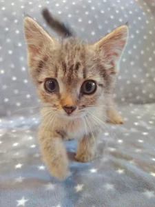 Котёнок девочка