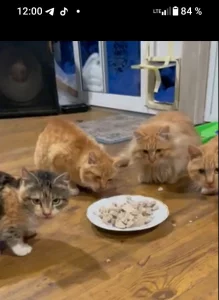 Коты-подпостки ищут дом