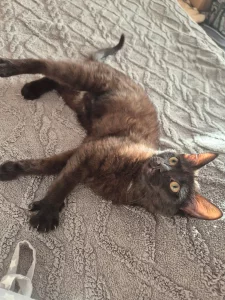 Котенок - подросток в хорошие руки