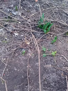 Девичий виноград