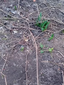 Девичий виноград