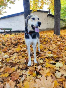 Амур ищет дом