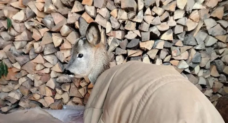 Косуля в пальто. В деревне Баневка Бобруйского района привечали лесного зверя