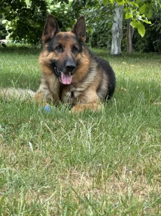 Убежала овчарка