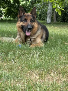 Убежала овчарка