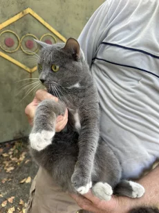 Кот мальчик найден