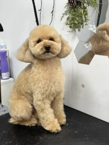 Груминг собак и котов