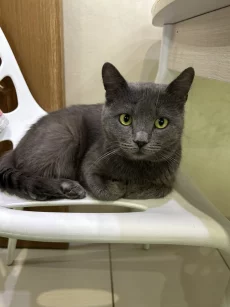 Молодой котик ищет дом