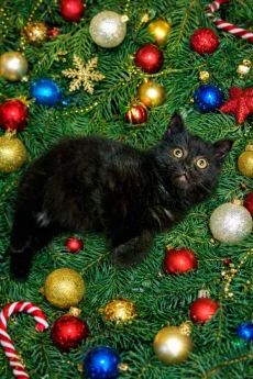 Котёнок ищет заботливых хозяев