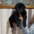 Щенки немецкой овчарки