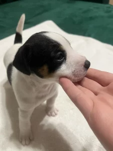 Щенки джек-рассел терьера