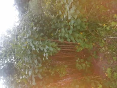 Сирень саженец