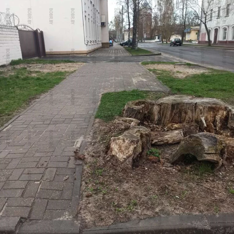 Время идёт, а корень большого тополя никто не спешит убирать 