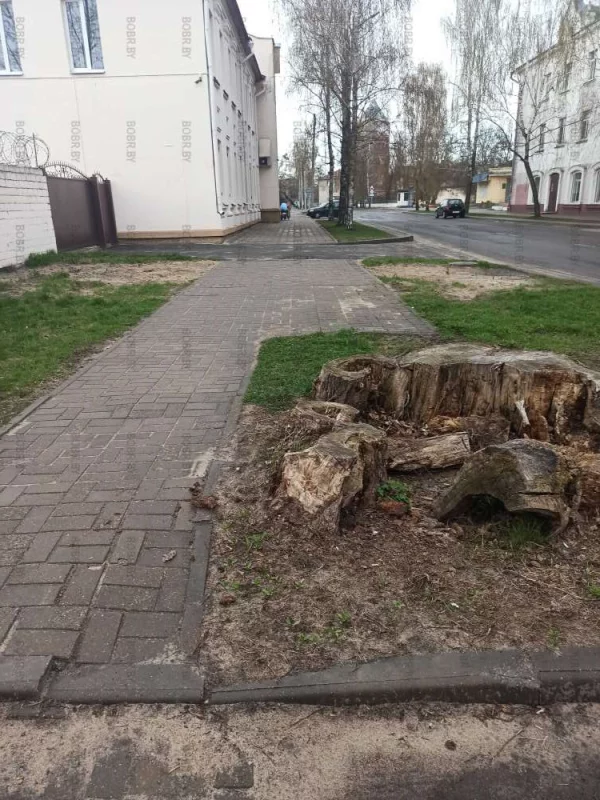Время идёт, а корень большого тополя никто не спешит убирать 