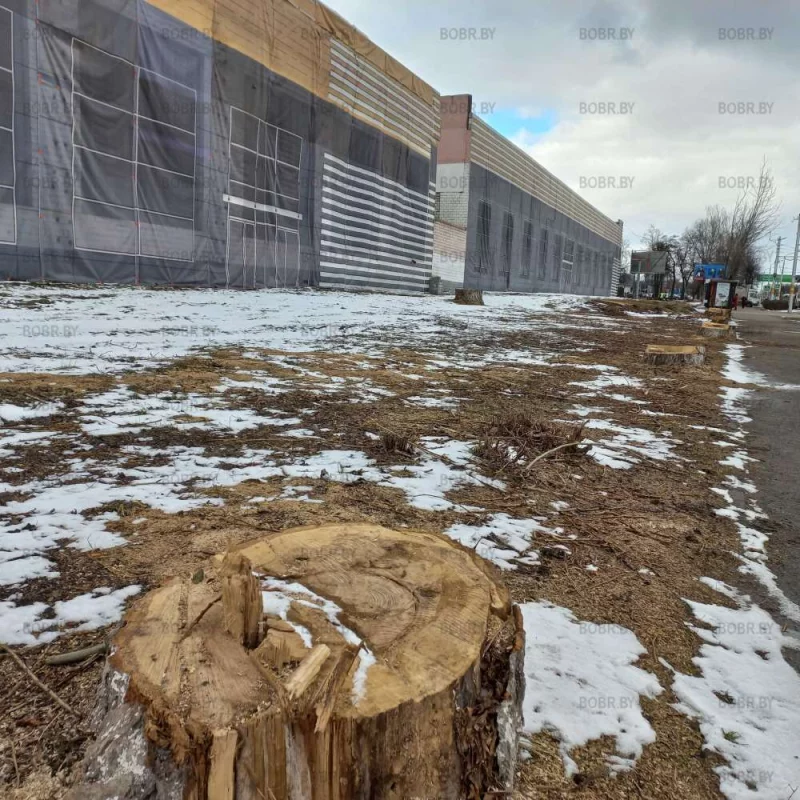 Бобруйск, самый зелёный город области