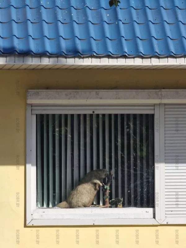 Чучело, А что за животное - непонятно.