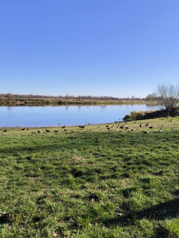 Утиное царство