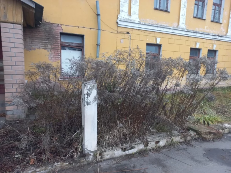 Золотарник