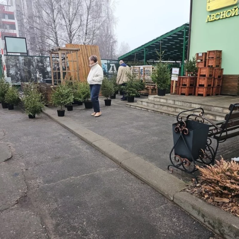 В лесном домике на Гагарина можно купить ёлки в кадках - 26.20 и 31.5 р