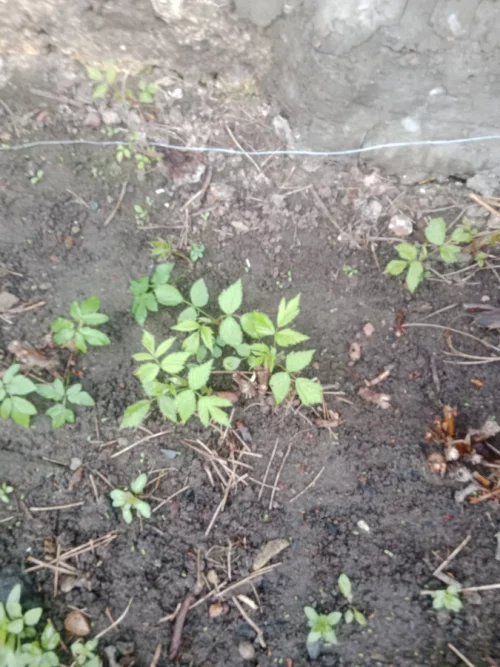 Малина ремонтаная