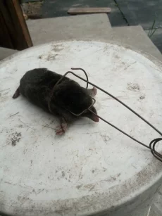 Кротоловки для дачного участка, б/у, 6 штук