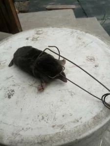 Кротоловки для дачного участка, б/у, 6 штук