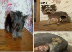 Стрижка собак и котов