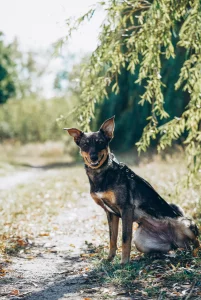 Нежная Пиппи