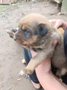 Отдам щенков в добрые руки