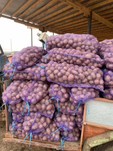 Картофель отборный 80 копеек за кг