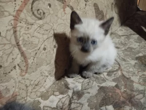 Отдам котят в хорошие руки