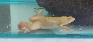 Шпорцевая лягушка