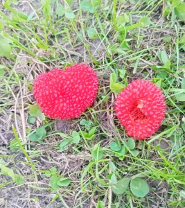 Саженцы ежемалины