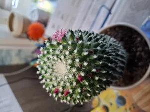 Кактус