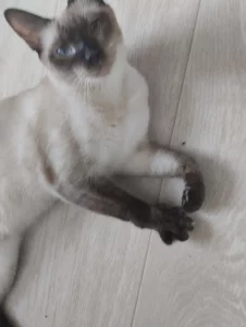 Кошка породы той боб