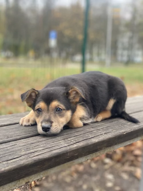 Метис ягдтерьера с доставкой