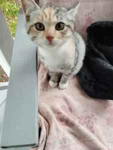 Котята ищут дом