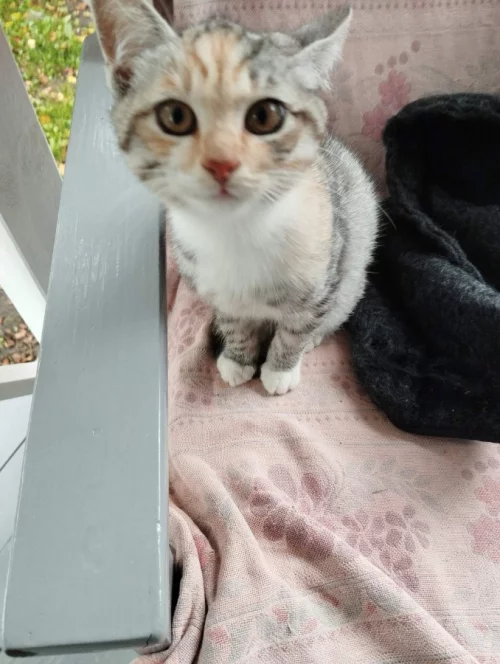 Котята ищут дом